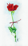Rote Rose